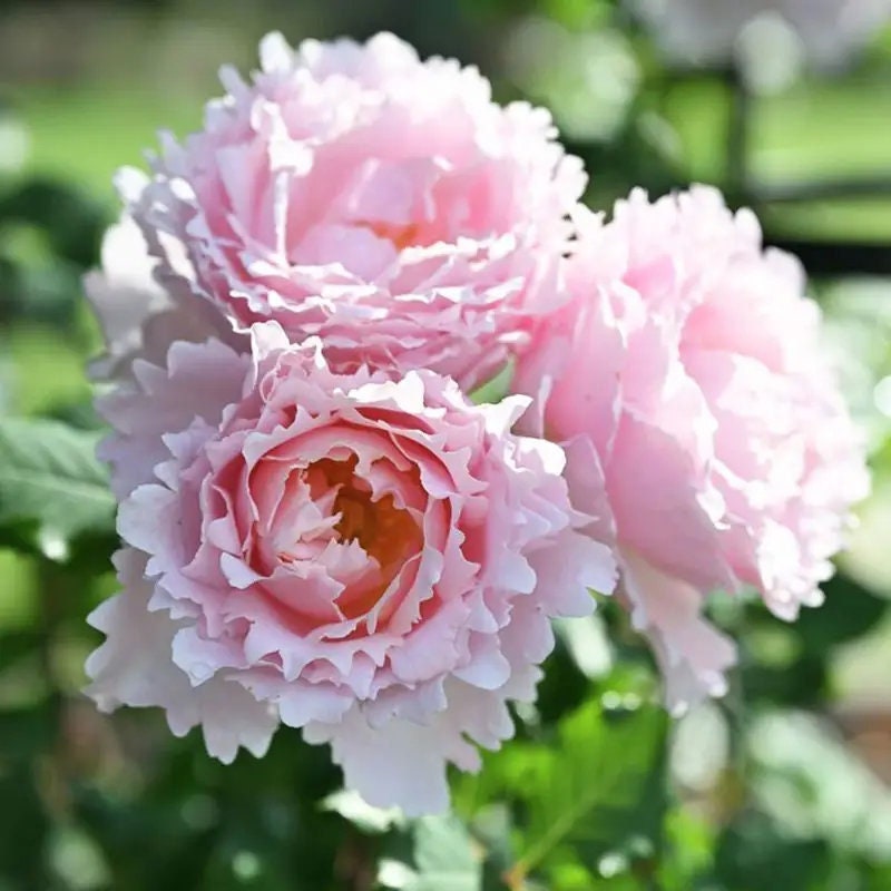 Rose 'Sophie Rochas' (索菲罗莎) (1 Gal+ Live Plant) Shrub Rose