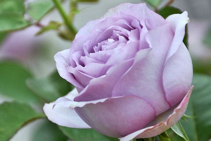Lilac Classic Rose (紫丁香) (1 Gal+ Bare Root) (Non-Dormant)