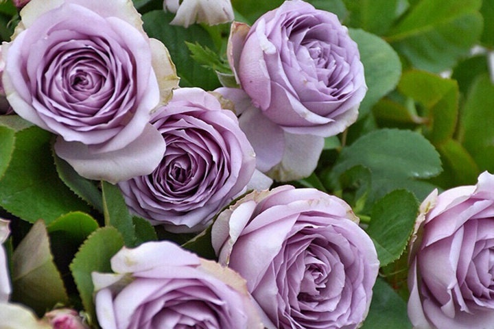 Lilac Classic Rose (紫丁香) (1 Gal+ Bare Root) (Non-Dormant)