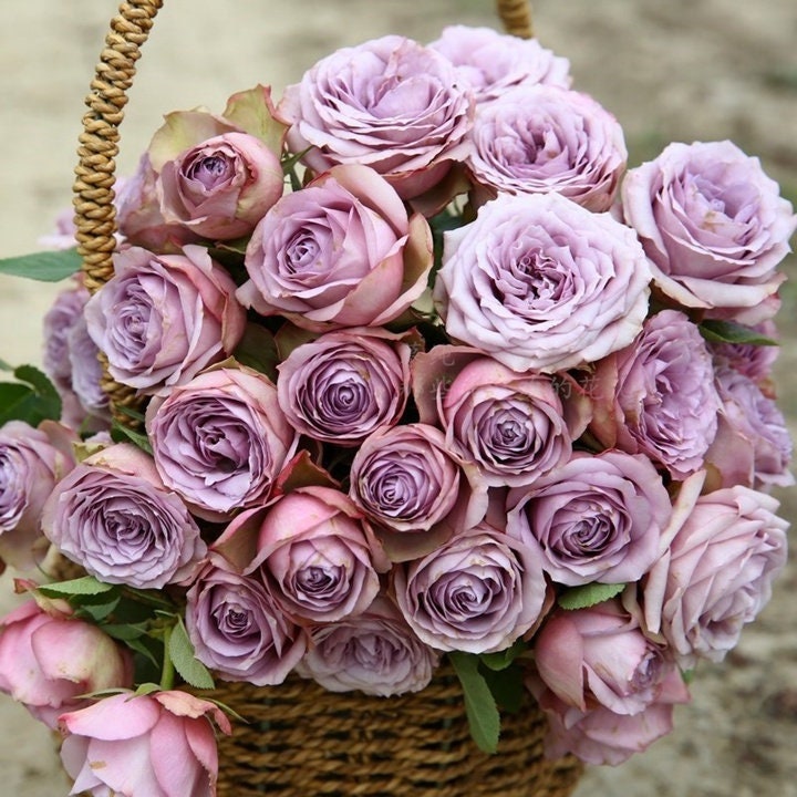 Lilac Classic Rose (紫丁香) (1 Gal+ Bare Root) (Non-Dormant)
