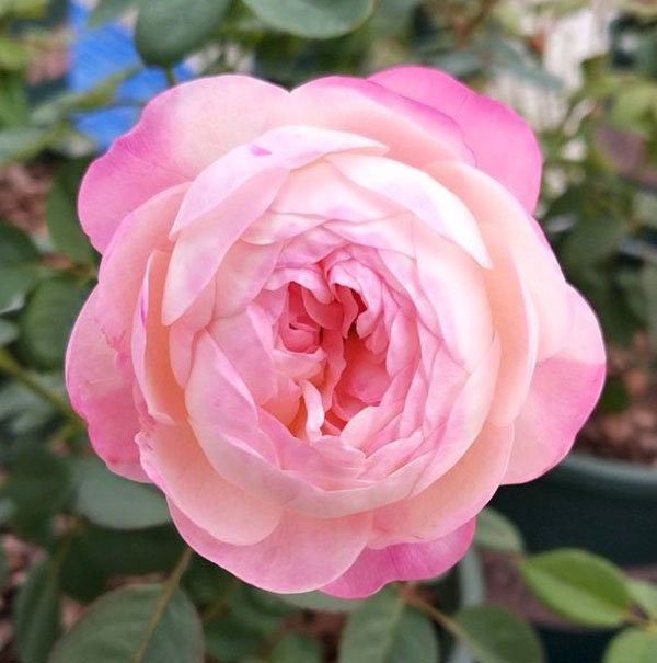 Japanese Rose Washitsu / Heshi (和室) (1 Gal+ Live Plant) Shrub Rose