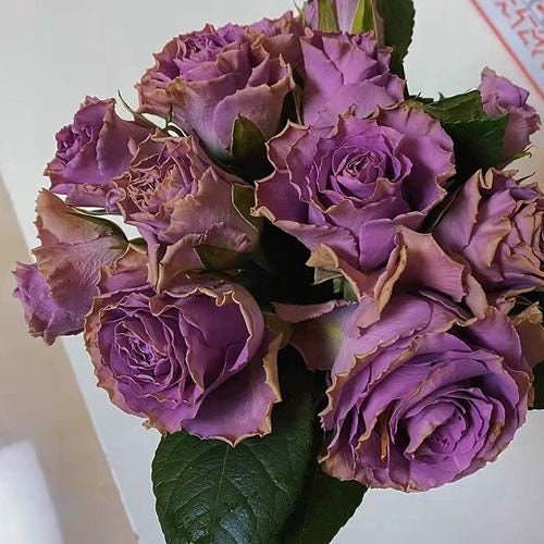 Rose 'Route 42' (42号公路) (1Gal+ Live Plant) Shrub Rose