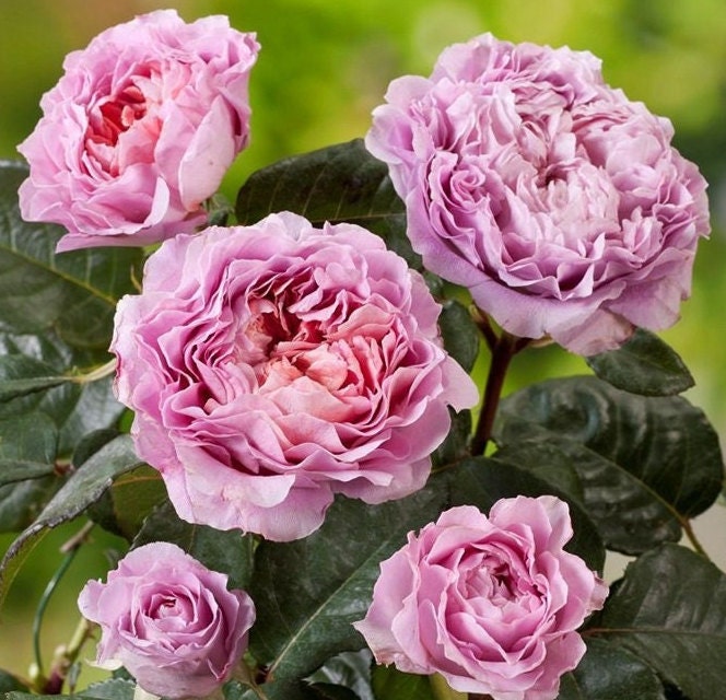 Rose 'Eisvogel' (翠鸟) (1Gal+ Live Plant) Shrub Rose