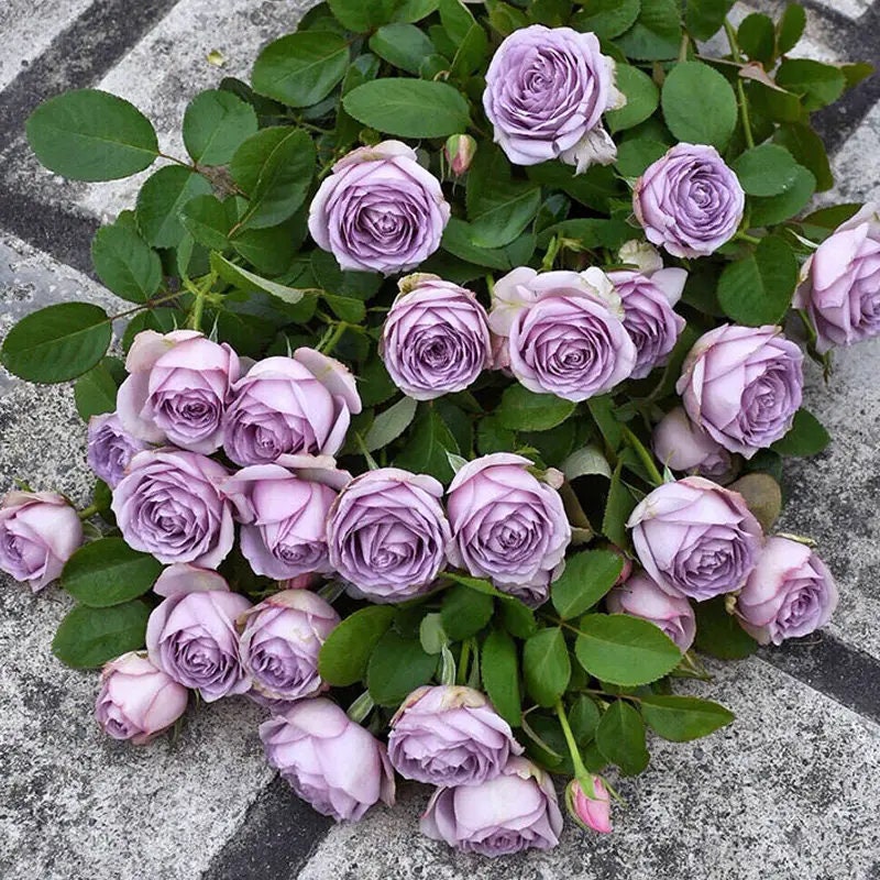 Lilac Classic Rose (紫丁香) (1 Gal+ Bare Root) (Non-Dormant)