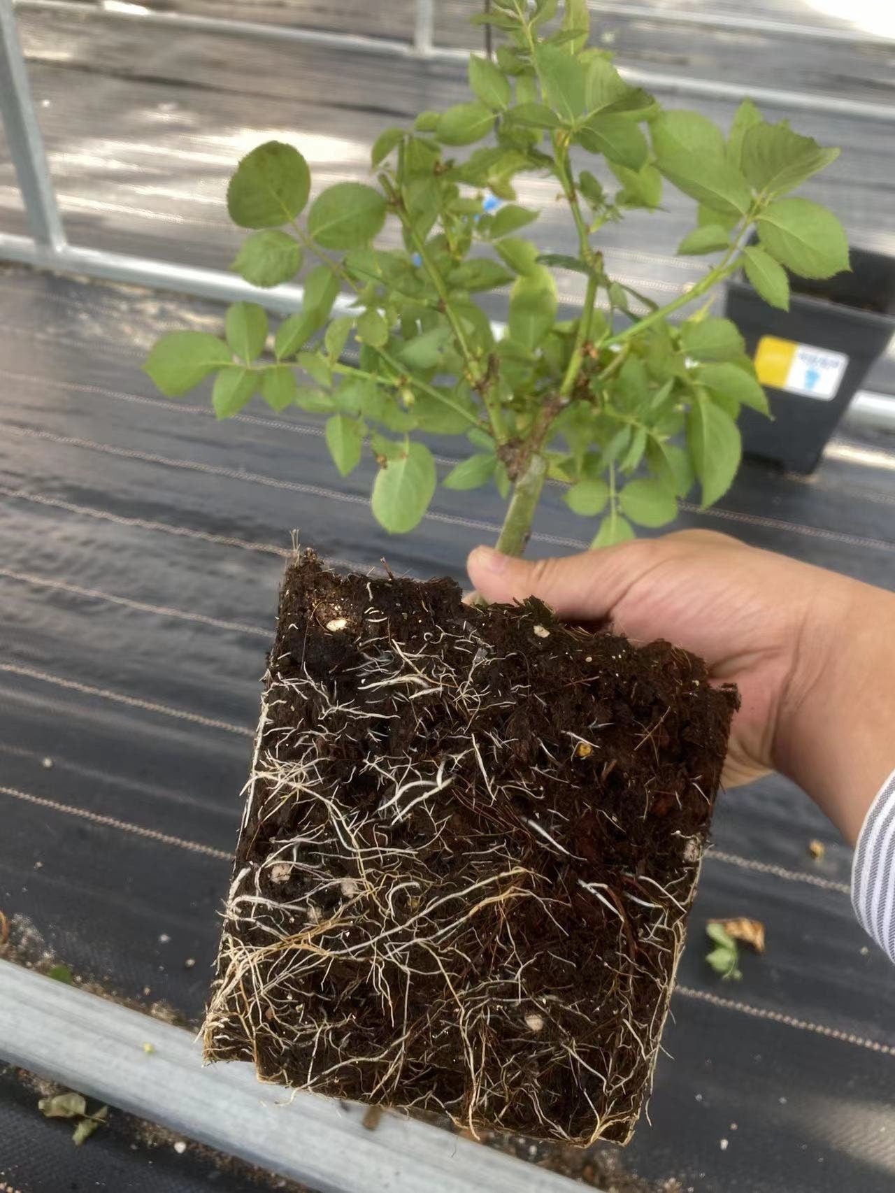 Lilac Classic Rose (紫丁香) (1 Gal+ Bare Root) (Non-Dormant)
