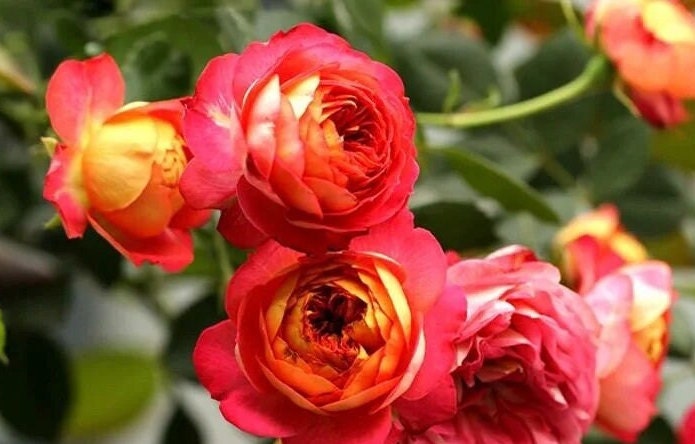 Climbing Rose 'Meilivoine' (藤宝贝) (1Gal Live Plant)