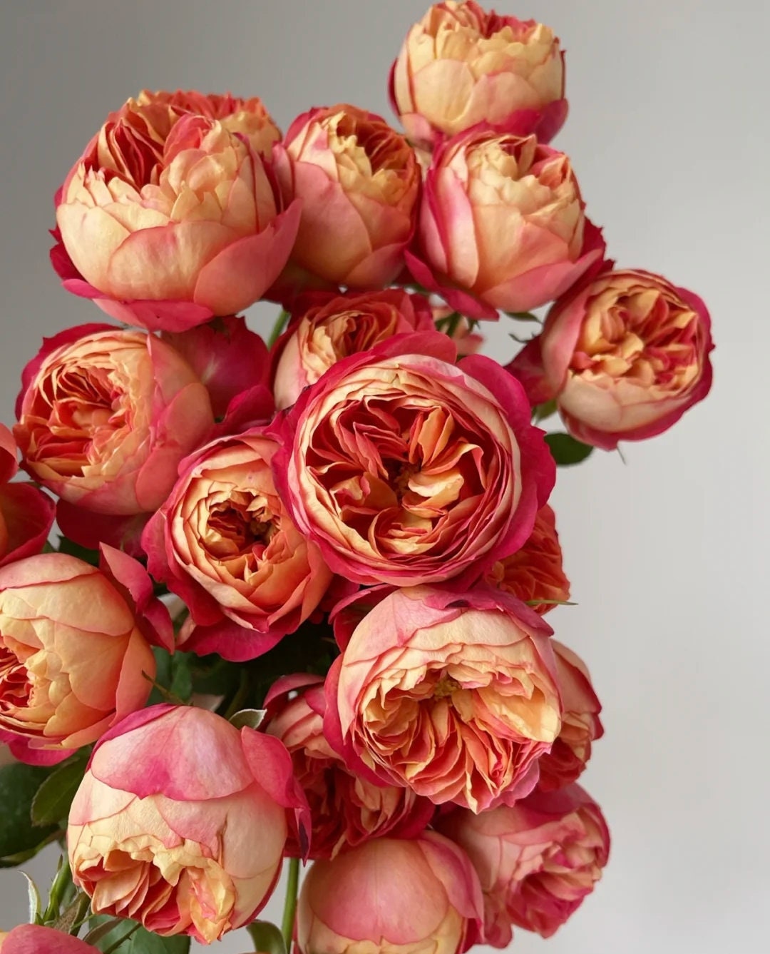 Climbing Rose 'Meilivoine' (藤宝贝) (1Gal Live Plant)