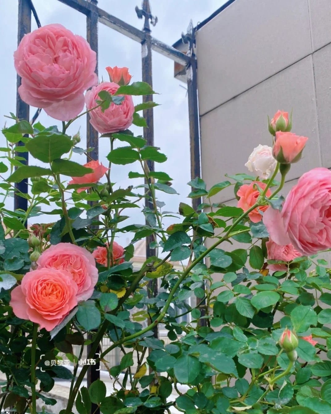 Rose 'Summer Fireworks' (夏日花火) (1 Gal+ Live Plant) Shrub Rose