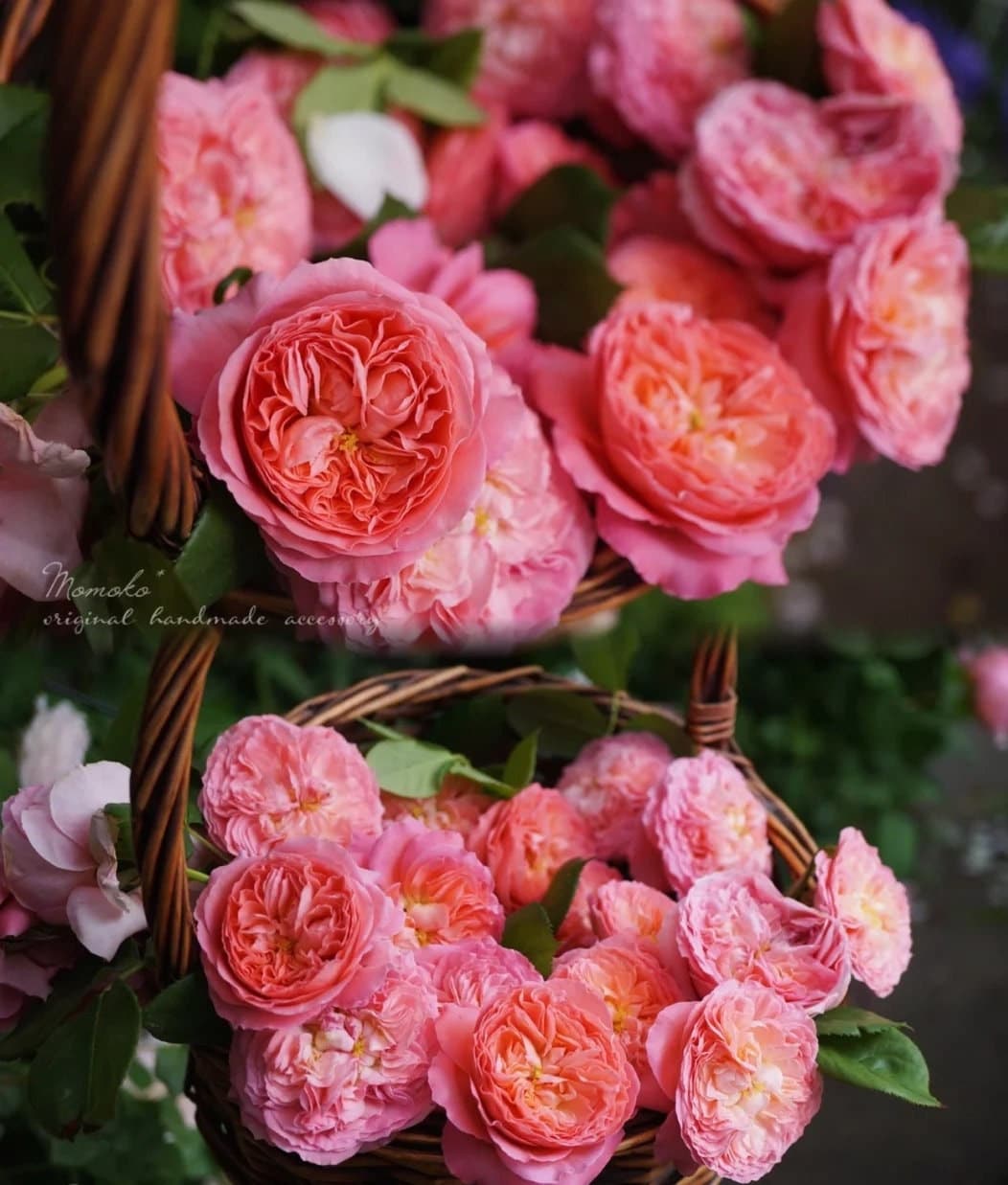 Rose 'Summer Fireworks' (夏日花火) (1 Gal+ Live Plant) Shrub Rose