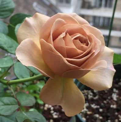 Rose 'Cafe Latte' (拿铁咖啡) fragrance, disease resistance, cut flowers (1Gal+ Live Plant) Shrub Rose .