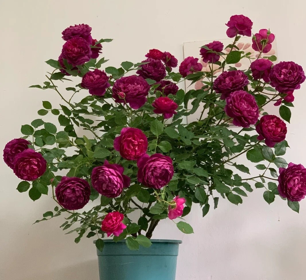 Rose 'Autumn Rouge' (秋日胭脂) (2 Gal+ Live Plant) Shrub Rose
