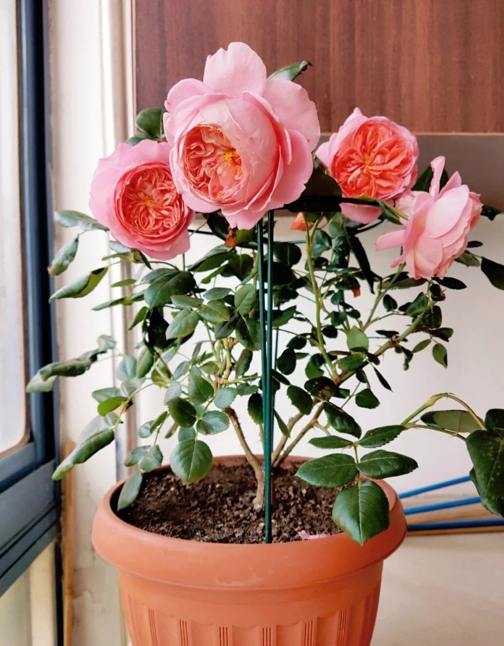 Rose 'Summer Fireworks' (夏日花火) (1 Gal+ Live Plant) Shrub Rose