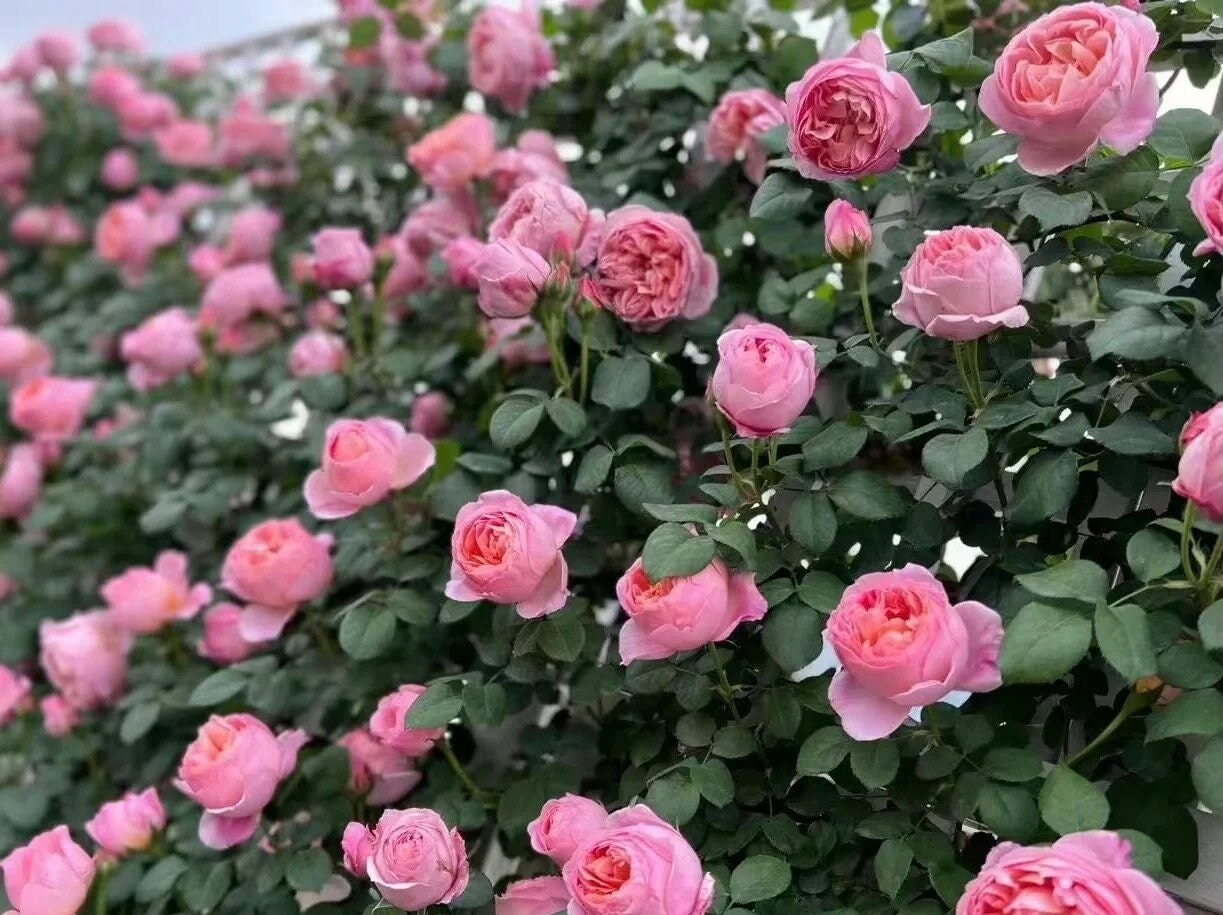 Climbing Rose 'Dames de Chenonceau' (舍农索城堡的女人) (1Gal+ Live Plant)