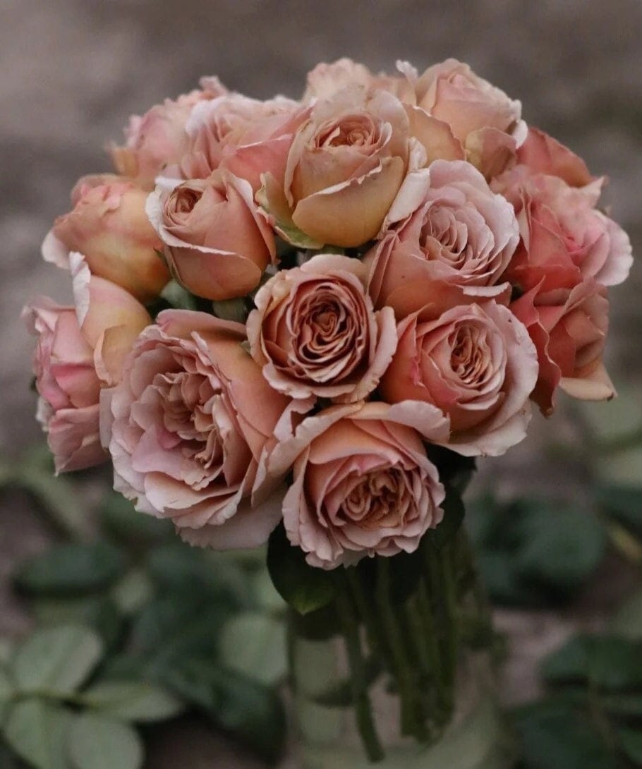 Rose 'Cafe Latte' (拿铁咖啡) fragrance, disease resistance, cut flowers (1Gal+ Live Plant) Shrub Rose .