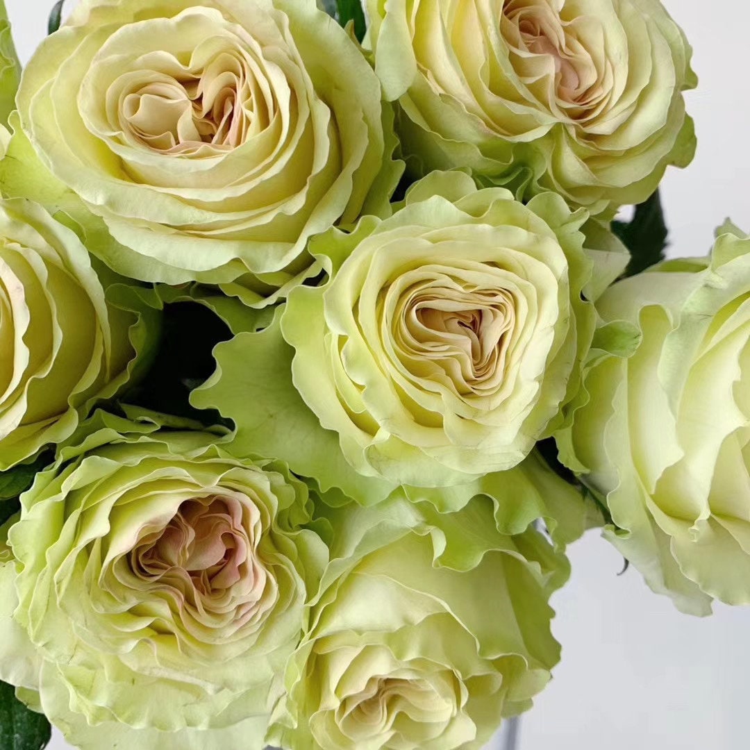 Rose 'Liulicui' (琉璃翠) (1 Gal+ Live Plant) Shrub Rose