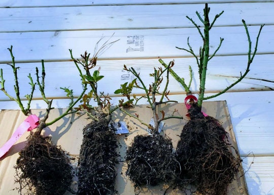 Rose 'Mabella' (玛贝拉) (1 Gal+ Live Plant) Shrub Rose