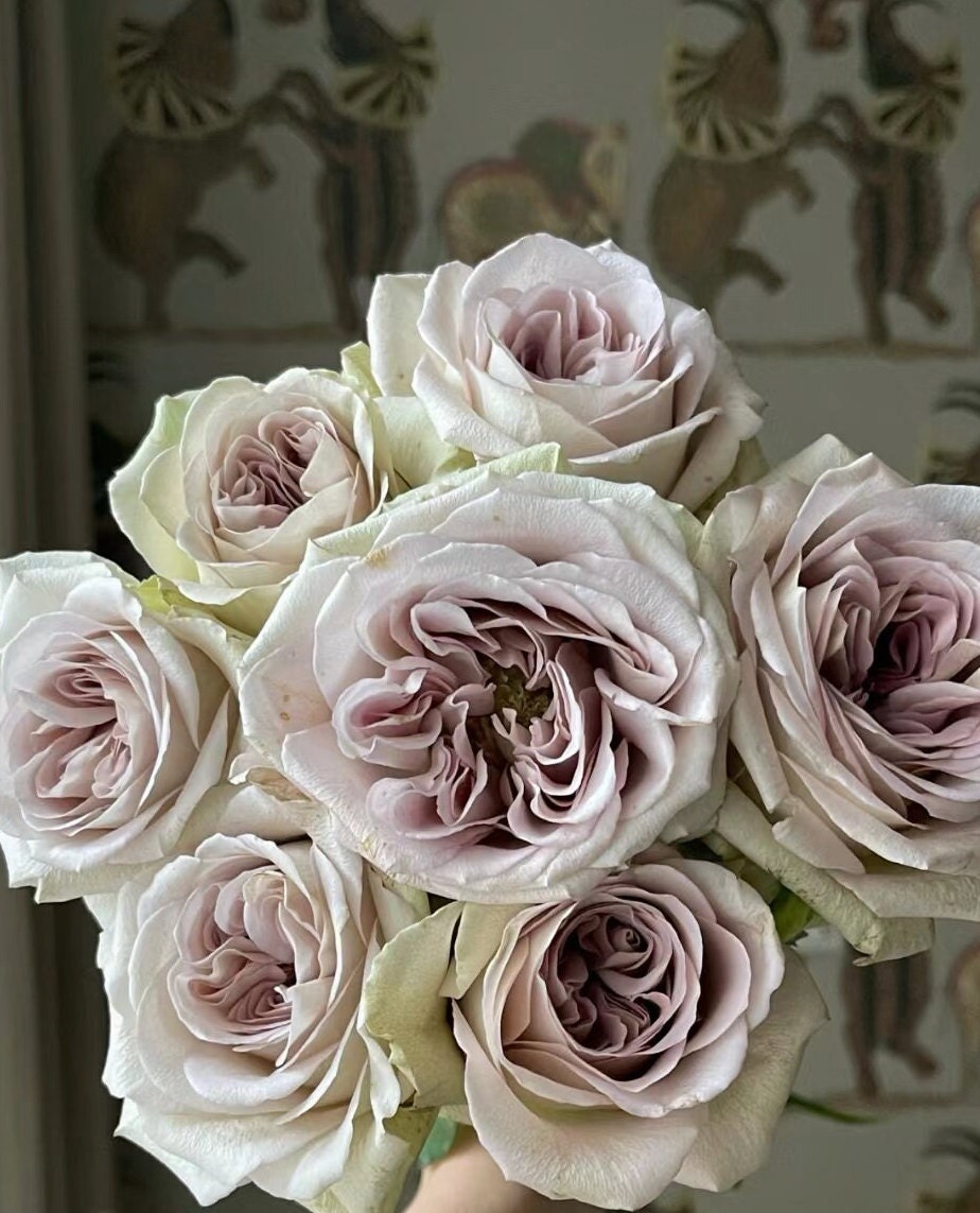 Rose 'Notre Dame' (巴黎圣母院) (1Gal+ Live Plant) Shrub Rose