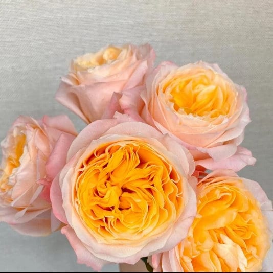 Rose 'Imagine' (想象) (1 Gal+ Live Plant) Shrub Rose