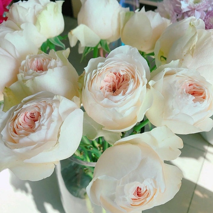 Rose 'Emma Wood House' (艾玛伍德度假屋) strong fragrance, disease resistance, cut flowers(1Gal+ Live Plant) Shrub Rose