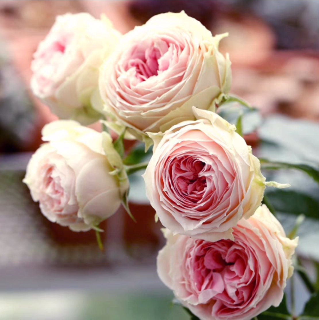 Rose 'Pompon Veranda' (绒球门廊) (1 Gal Live Plant) Shrub Rose