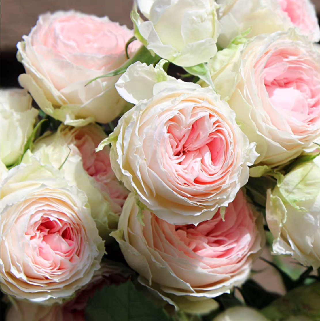 Rose 'Pompon Veranda' (绒球门廊) (1 Gal Live Plant) Shrub Rose