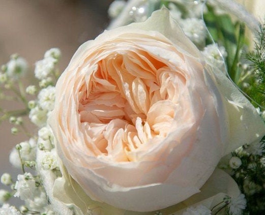 Rose 'Emma Wood House' (艾玛伍德度假屋) strong fragrance, disease resistance, cut flowers(1Gal+ Live Plant) Shrub Rose