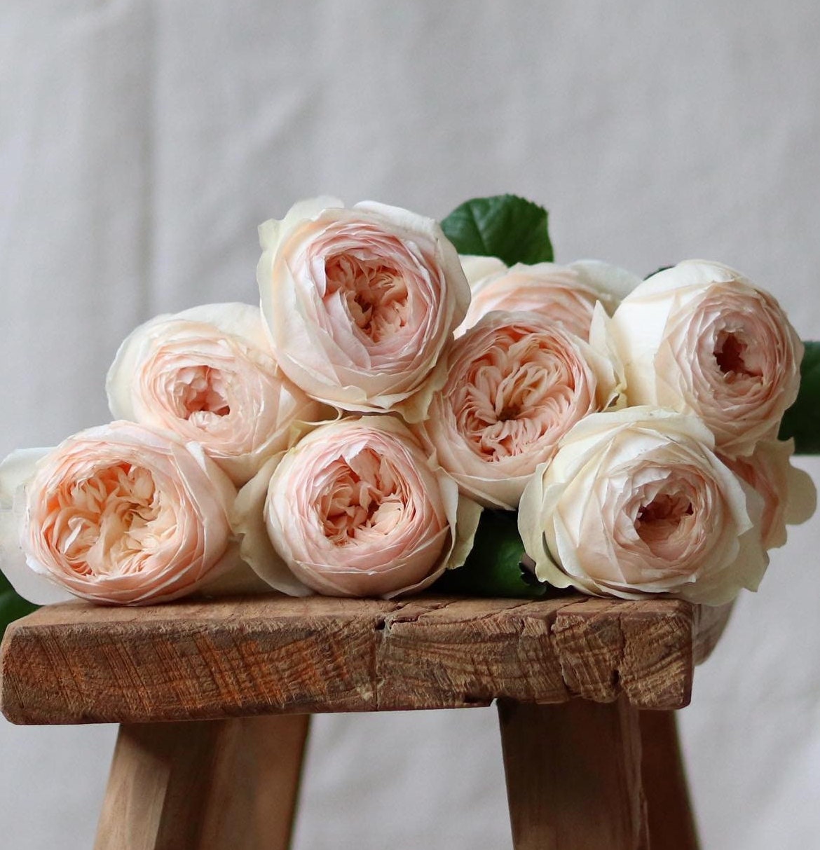 Rose 'Emma Wood House' (艾玛伍德度假屋) strong fragrance, disease resistance, cut flowers(1Gal+ Live Plant) Shrub Rose