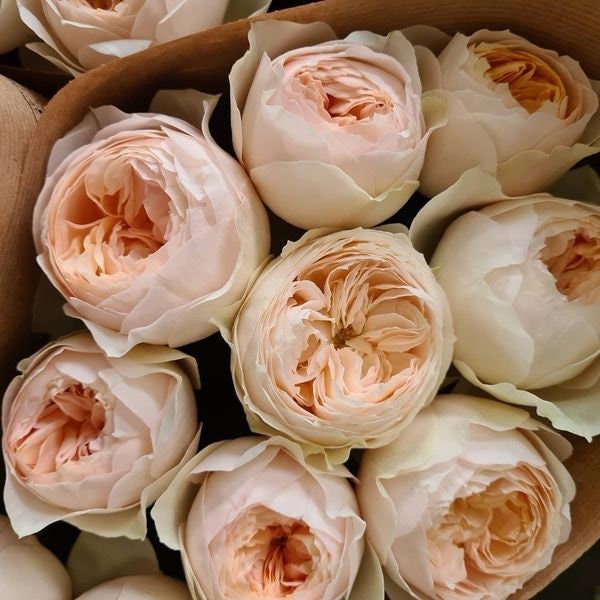 Rose 'Emma Wood House' (艾玛伍德度假屋) strong fragrance, disease resistance, cut flowers(1Gal+ Live Plant) Shrub Rose