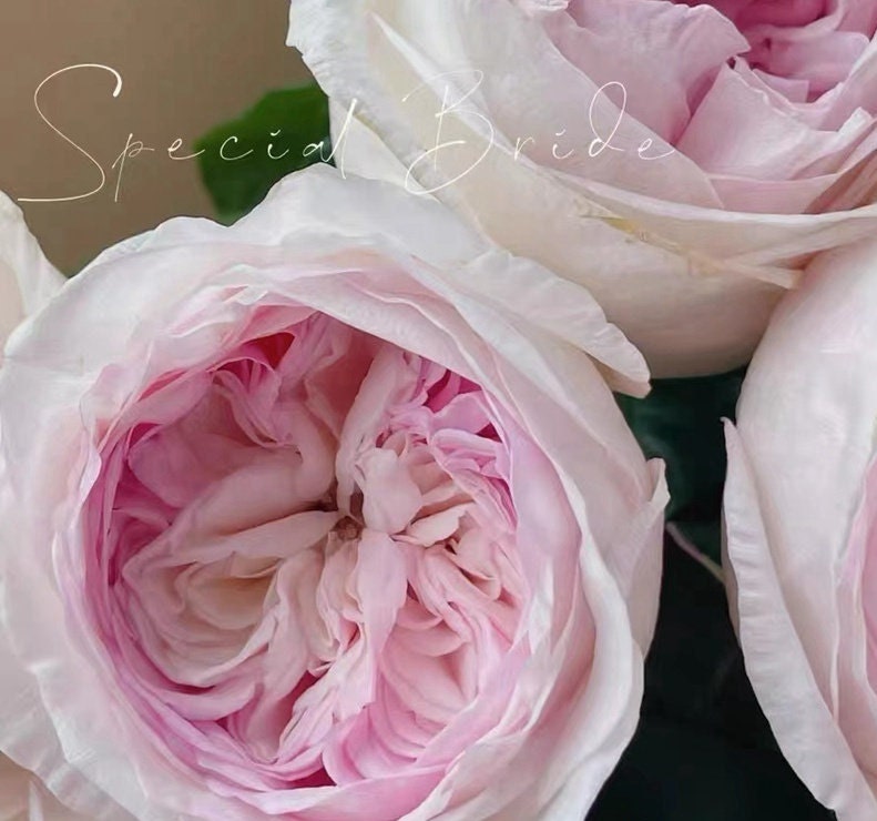 Rose 'Special Bride' (特别新娘) (2 Gal+ Live Plant) Shrub Rose