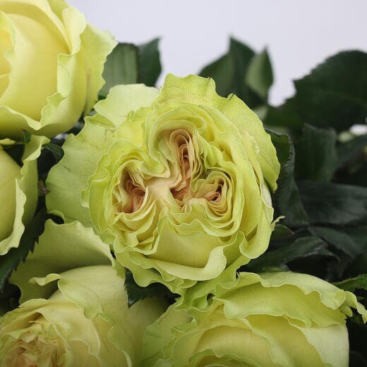 Rose 'Liulicui' (琉璃翠) (1 Gal+ Live Plant) Shrub Rose