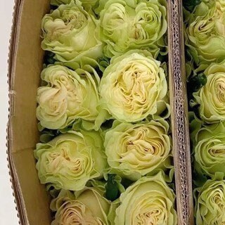Rose 'Liulicui' (琉璃翠) (1 Gal+ Live Plant) Shrub Rose