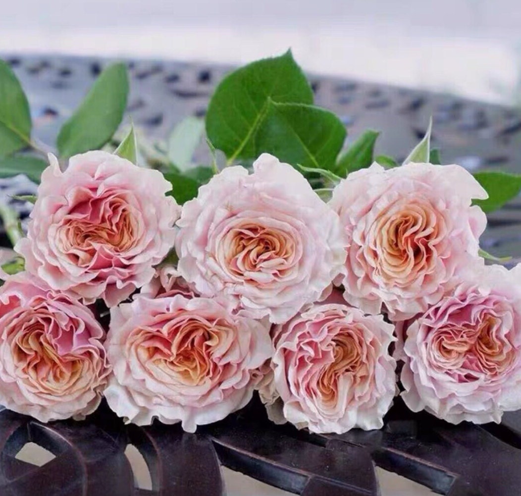 Rose 'Mabella' (玛贝拉) (1 Gal+ Live Plant) Shrub Rose
