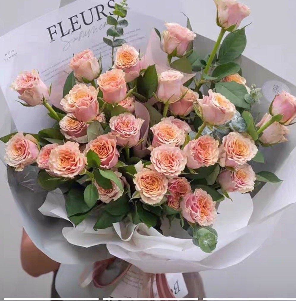 Rose 'Mabella' (玛贝拉) (1 Gal+ Live Plant) Shrub Rose