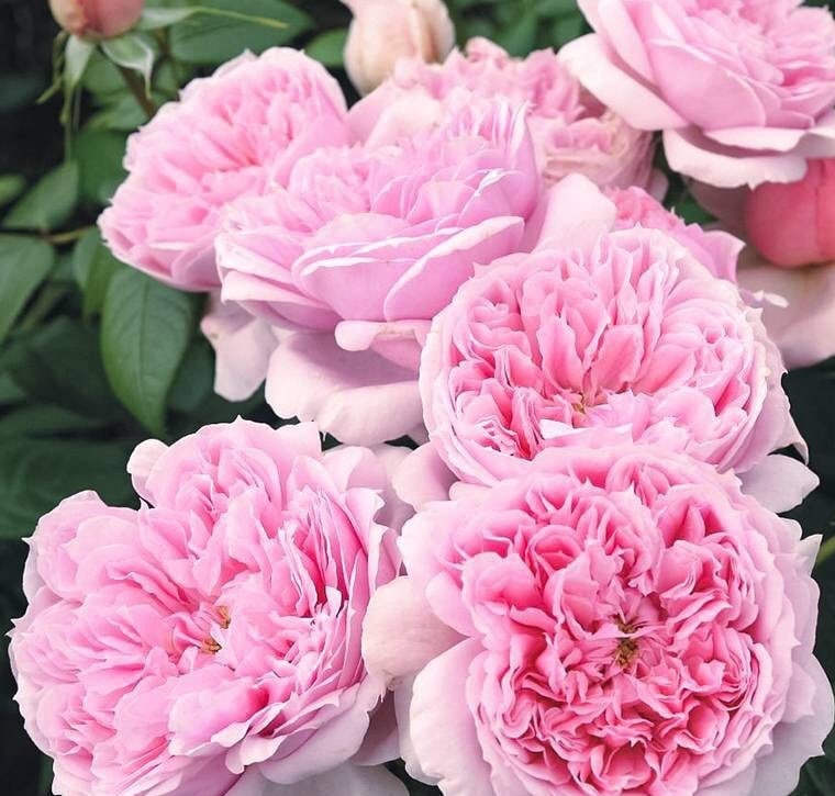 Rose 'Schone Maid' (美少女) fragrance, disease resistance, cut flowers (1Gal+ Live Plant) Shrub Rose .