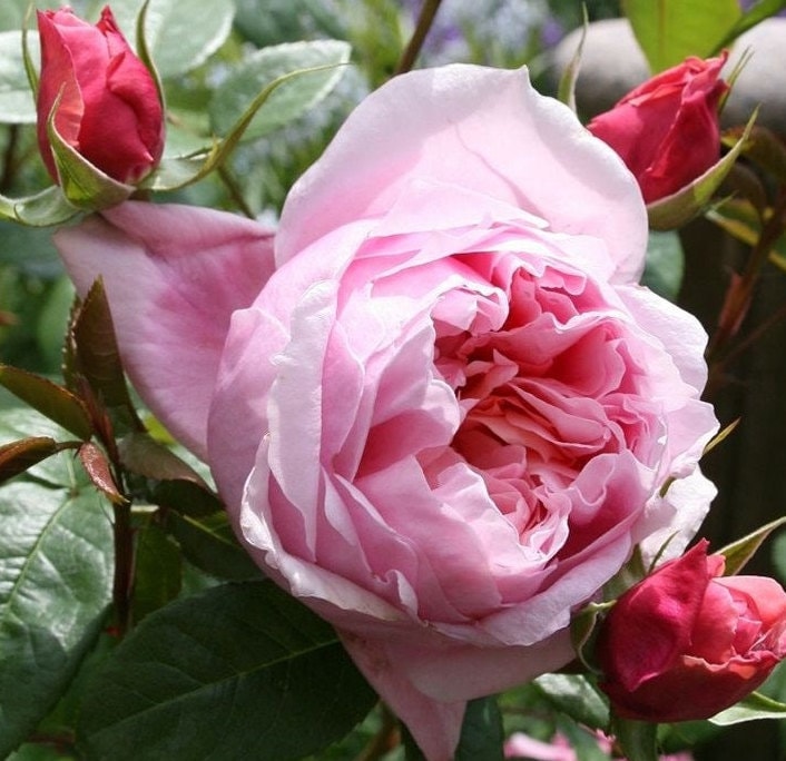 Rose 'Schone Maid' (美少女) fragrance, disease resistance, cut flowers (1Gal+ Live Plant) Shrub Rose .