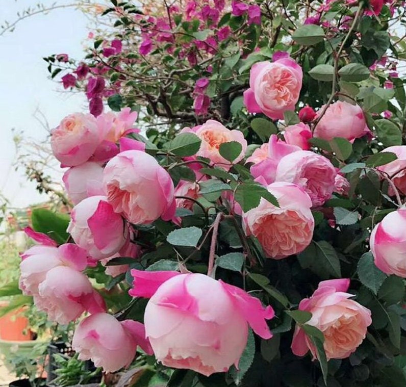 Japanese Rose Washitsu / Heshi (和室) (1 Gal+ Live Plant) Shrub Rose
