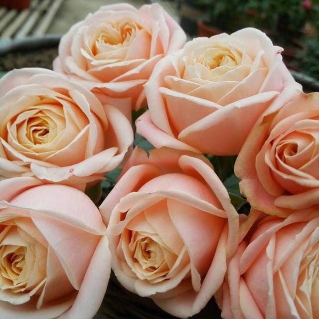 Rose 'Princess Maya' (玛雅公主/夜雨) (1 Gal+ Live Plant) Shrub Rose