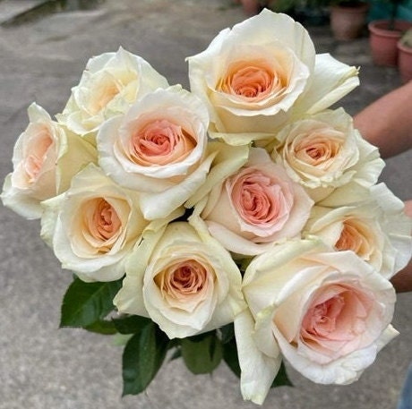 Rose 'Princess Maya' (玛雅公主/夜雨) (1 Gal+ Live Plant) Shrub Rose