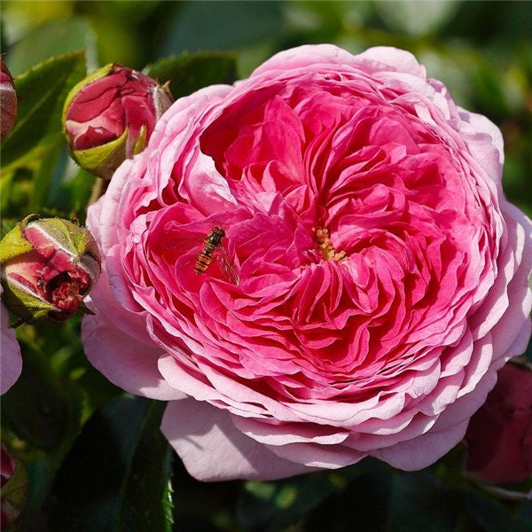 Rose 'Modern Art' (现代艺术) (1Gal+ Live Plant) Shrub Rose