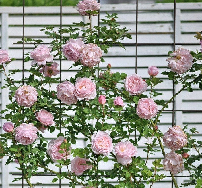 Rose 'Sophie Rochas' (索菲罗莎) (1 Gal+ Live Plant) Shrub Rose