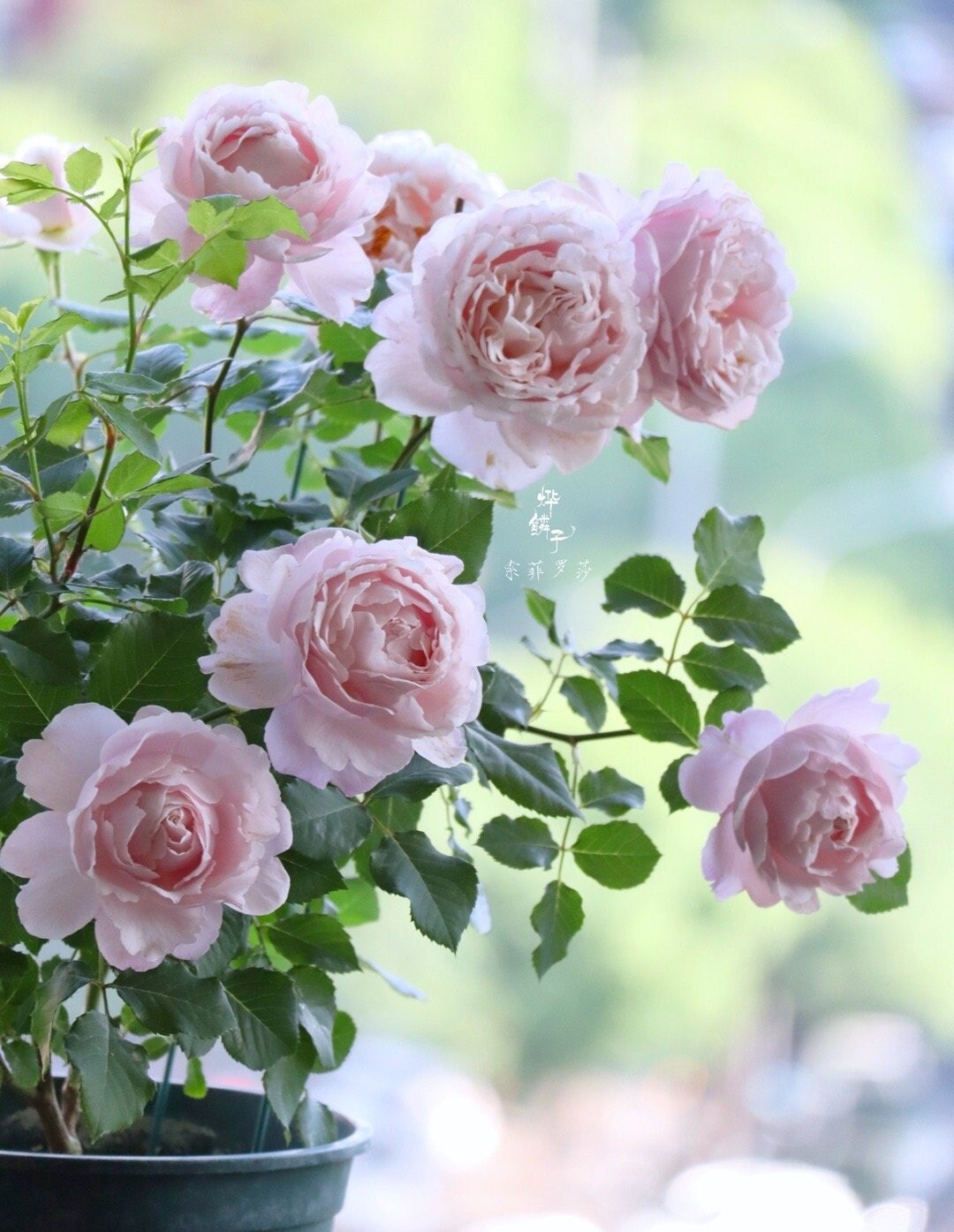 Rose 'Sophie Rochas' (索菲罗莎) (1 Gal+ Live Plant) Shrub Rose