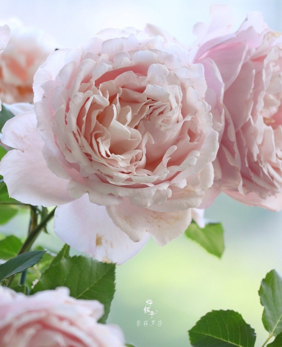Rose 'Sophie Rochas' (索菲罗莎) (1 Gal+ Live Plant) Shrub Rose