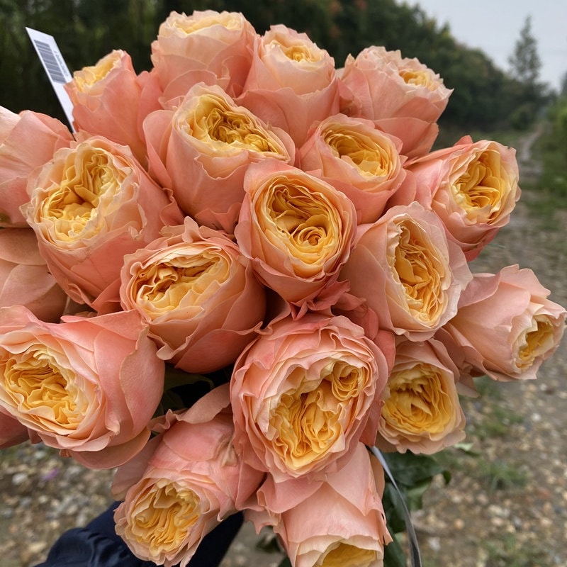 Rose 'Imagine' (想象) (1 Gal+ Live Plant) Shrub Rose