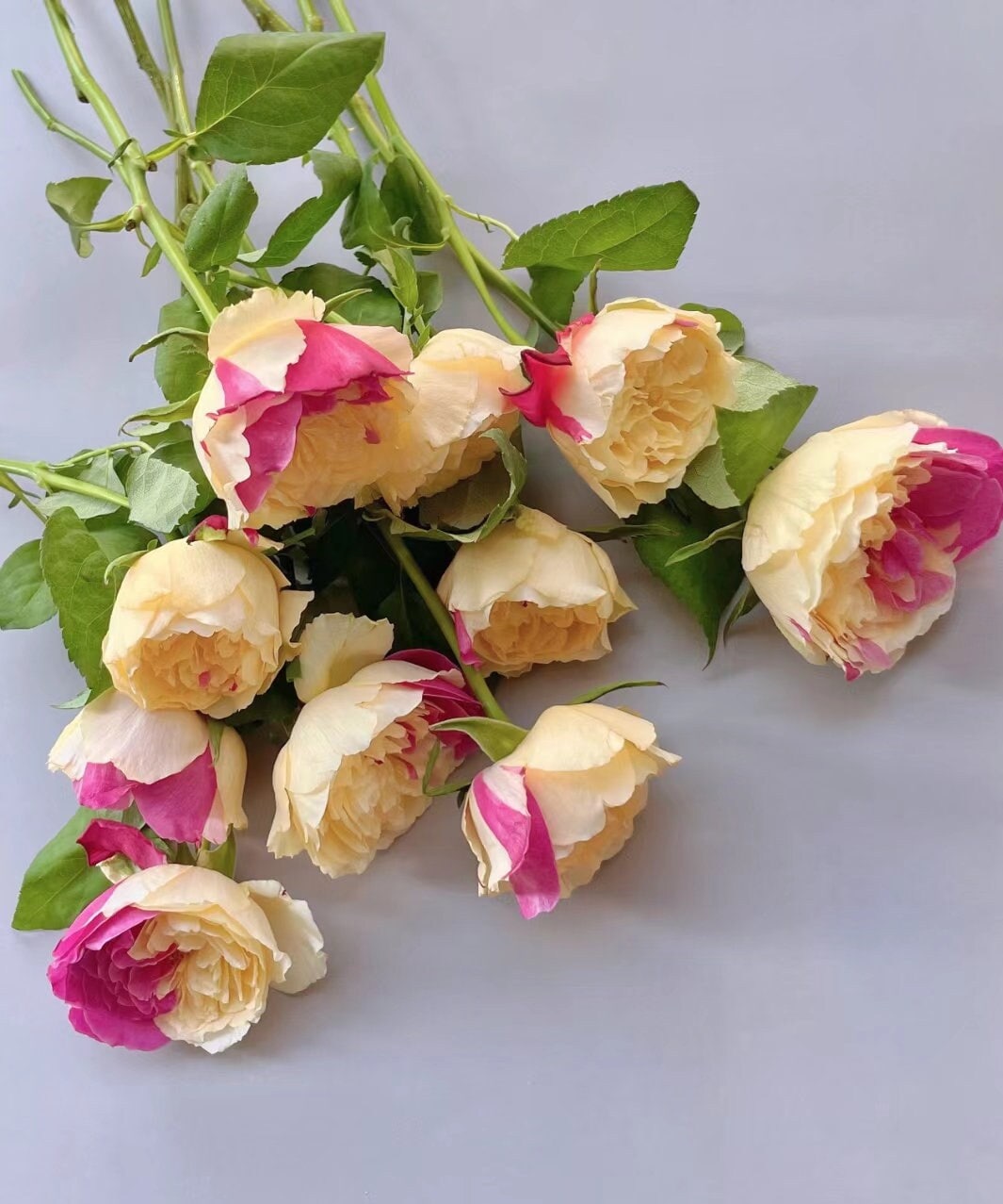 Japanese Rose 'Fugetsu' (风月) (1 Gal+ Live Plant) Shrub Rose