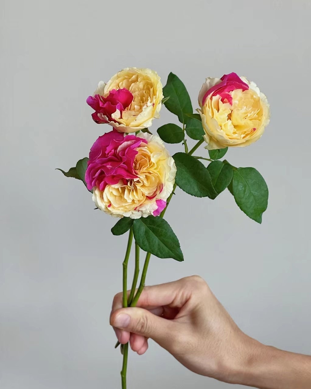 Japanese Rose 'Fugetsu' (风月) (1 Gal+ Live Plant) Shrub Rose