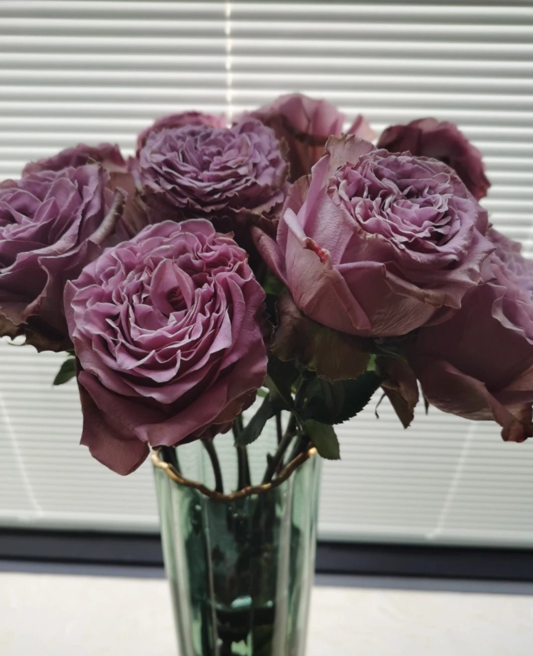 Rose 'Princess Kaori' (香织公主) (1 Gal+ Live Plant) Shrub Rose