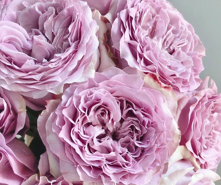 Rose 'Princess Kaori' (香织公主) (1 Gal+ Live Plant) Shrub Rose