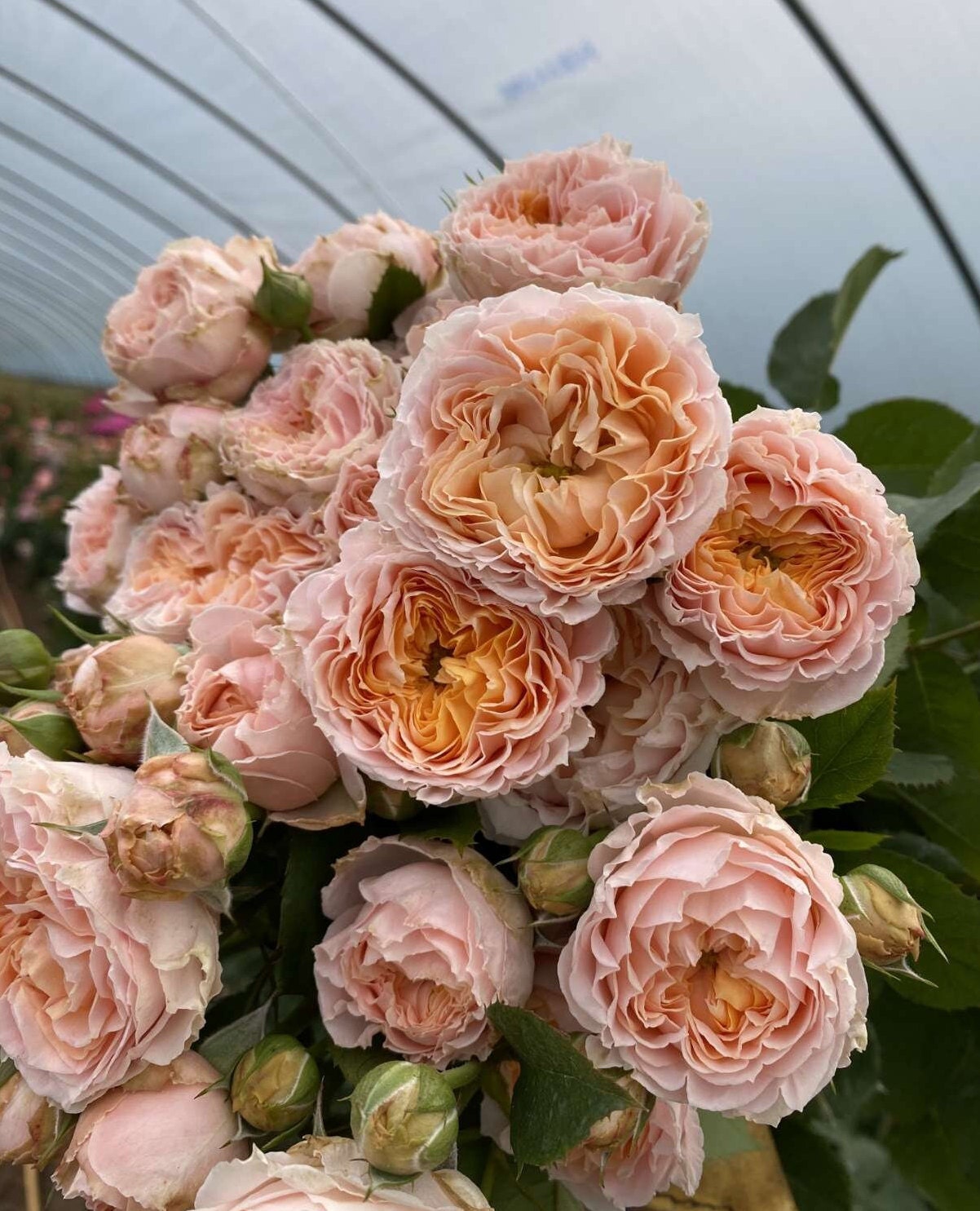 Rose 'GA Peach' (格鲁吉亚桃子) (1Gal Live Plant) Shrub Rose