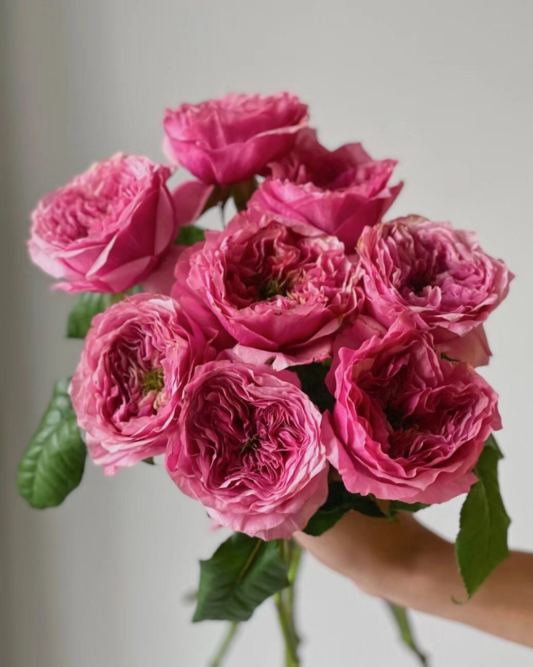 Rose "Regent's Park" (摄政公园) (1 Gal Live Plant) Shrub Rose