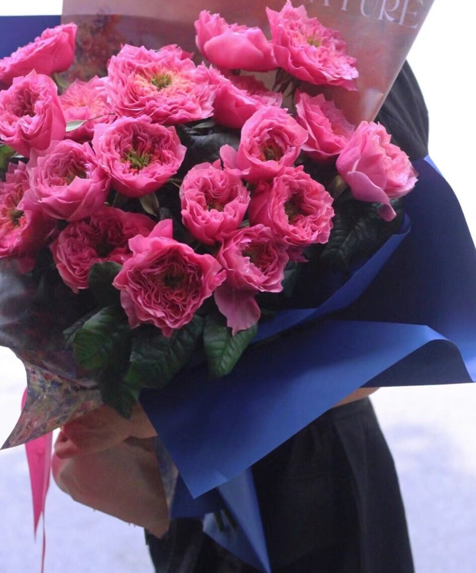 Rose "Regent's Park" (摄政公园) (1 Gal Live Plant) Shrub Rose